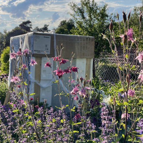 Ferienhaus Kellerwald Blühende Blumen umschließen einen Karton in einem sonnigen Garten Ferienhaus Edersee, was blüht denn da