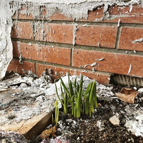 Ferienhaus Kellerwald Grüne Pflanzen sprießen zwischen Ziegelsteinen in einem verwahrlosten Bereich Ferienhaus Edersee, Warten, warten, warten