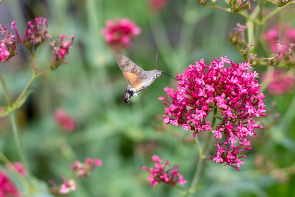 Vacation home Kellerwald Butterfly flying over pink blossoms in a garden Vacation home Edersee