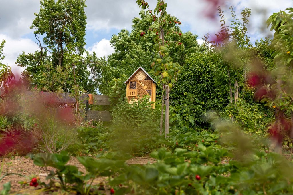 Ferienhaus Kellerwald Ein malerischer Garten mit einem kleinen Holzhaus und üppig grünen Pflanzen Ferienhaus Edersee, Nachhaltig urlauben in der Overlook Lodge