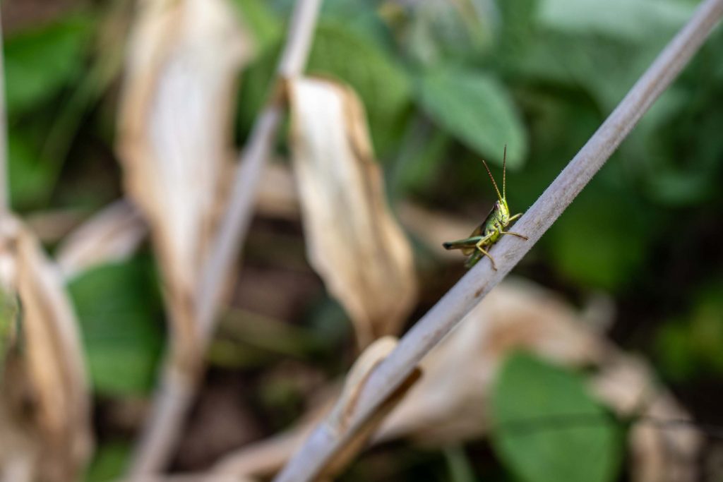 Vacation home Kellerwald Grasshopper sitting on a plant stem in a green environment Vacation home Edersee