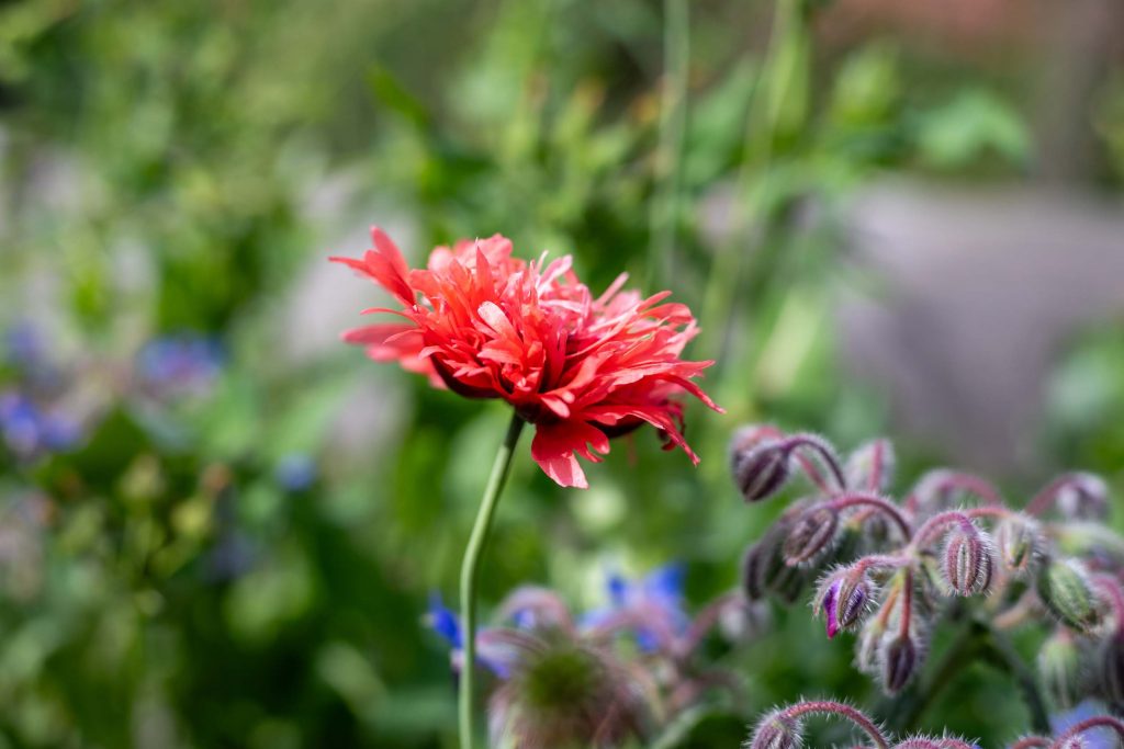 Vacation Home Kellerwald Red flower in a garden setting with green vegetation and colorful plants Vacation Home Lake Edersee