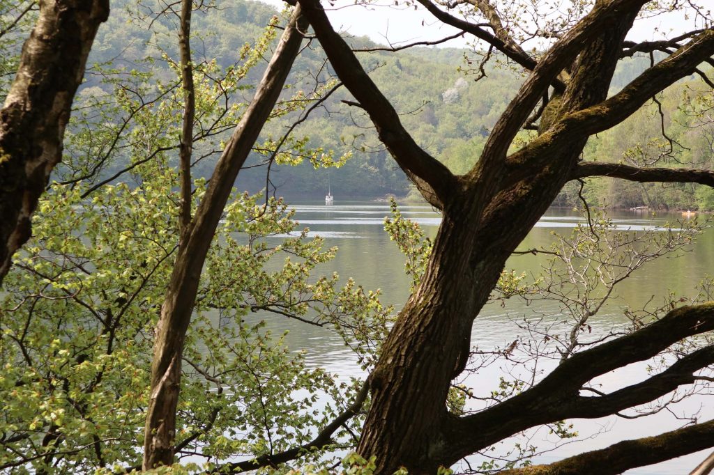 Ferienhaus Kellerwald Blick auf einen See umgeben von Bäumen im Frühling Ferienhaus Edersee, Wandern auf dem Urwaldsteig, Wandern