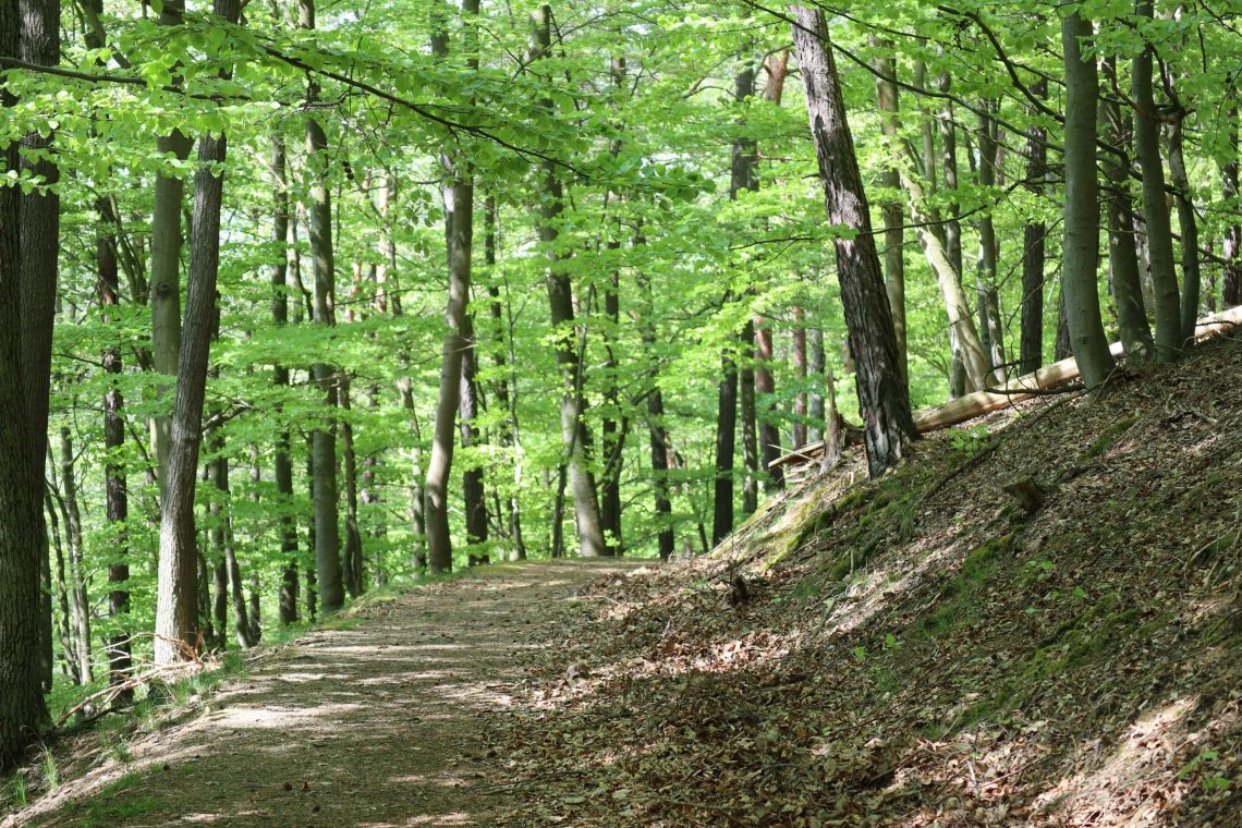 Ferienhaus Kellerwald Ein sonniger Wanderweg durch einen grünen Wald mit lebhaften Blättern Ferienhaus Edersee