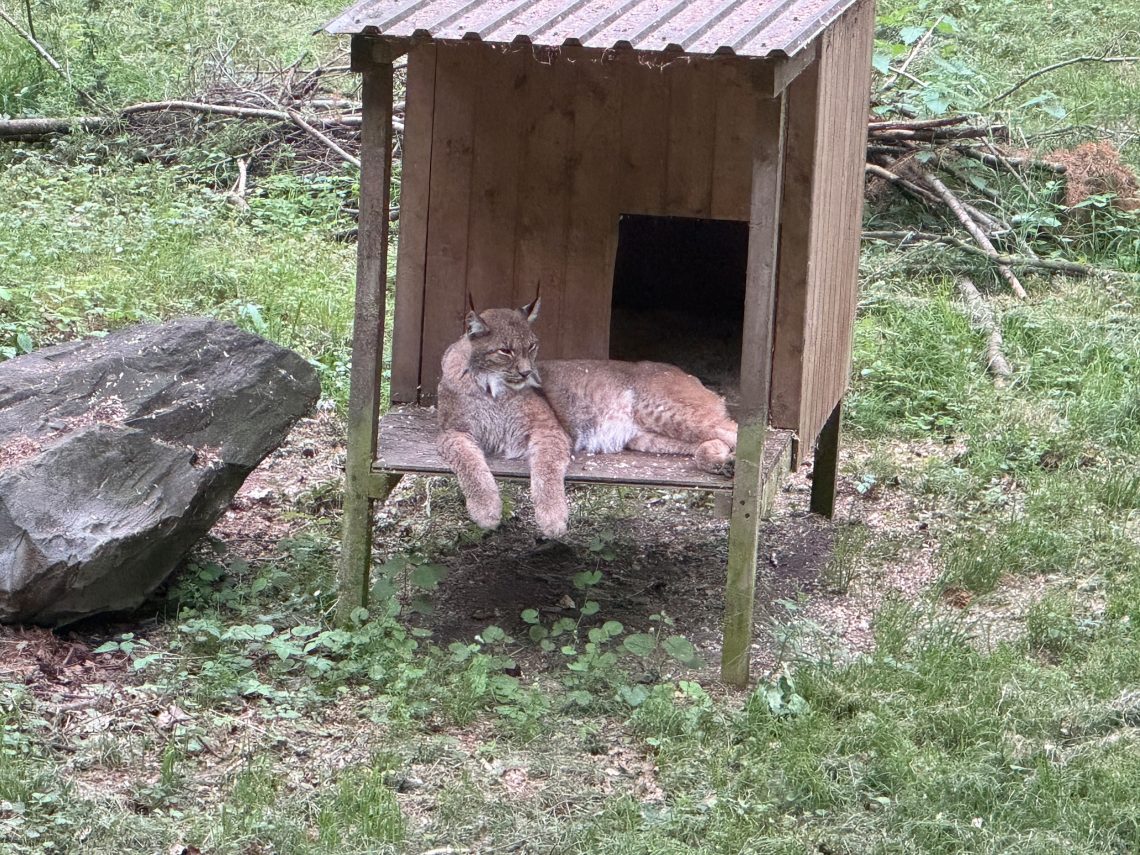 Löwenjunges in einem kleinen Holzgehege im Zoo , Ferienhaus Edersee, Ferienhaus Kellerwald