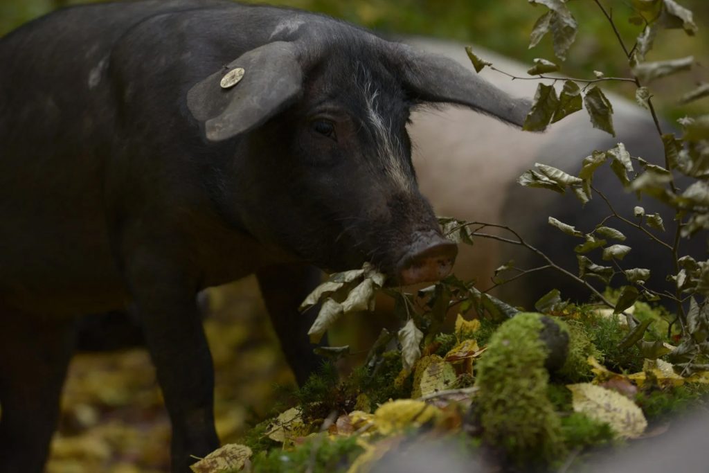 Schwarzes Hausschwein im Wald frisst Blätter , Ferienhaus Edersee, Ferienhaus Kellerwald