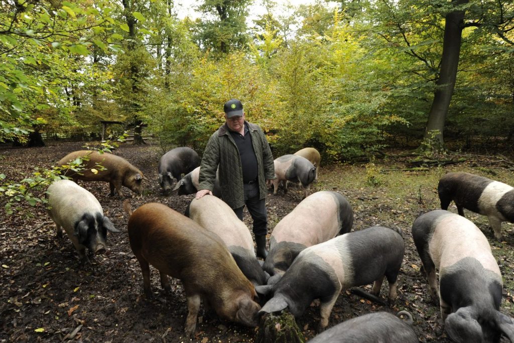Boer voert varkens in het bos, vakantiehuis Edersee, vakantiehuis Kellerwald