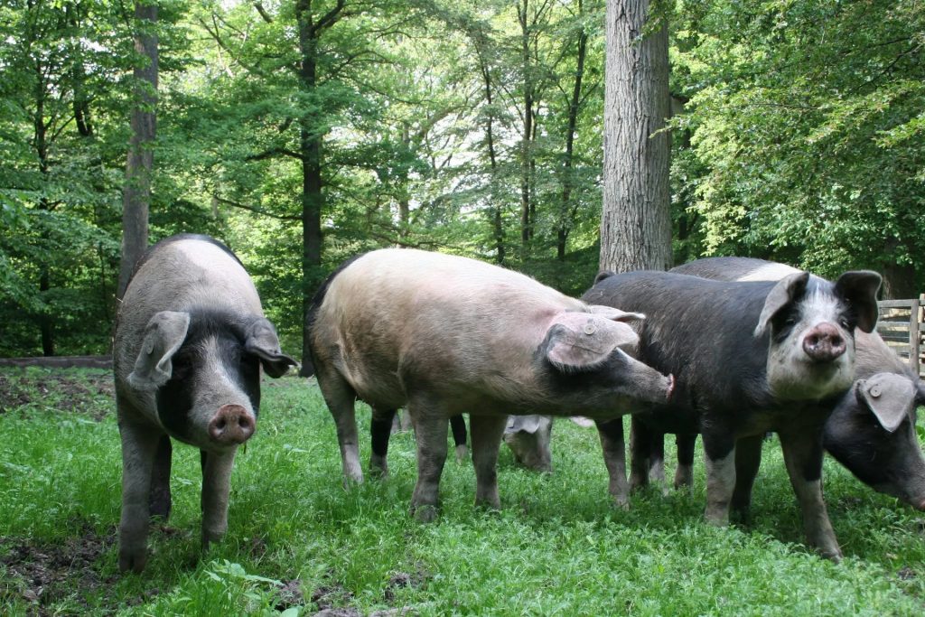 Vrij rondlopende varkens in het bos met groen landschap, vakantiehuis Edersee, vakantiehuis Kellerwald