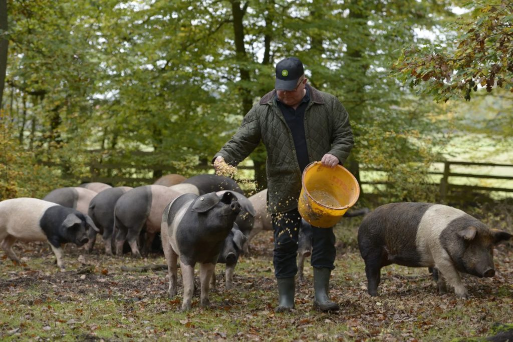 Bauer füttert Schweine im Wald , Ferienhaus Edersee, Ferienhaus Kellerwald