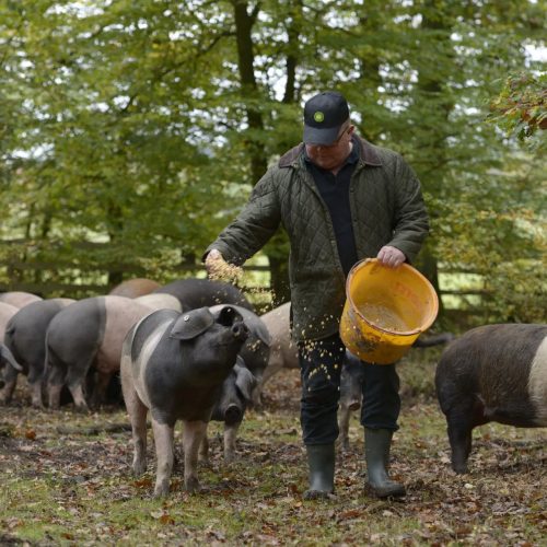 Farmer feeding pigs in the forest, vacation home Edersee, vacation home Kellerwald