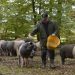 Farmer feeding pigs in the forest, vacation home Edersee, vacation home Kellerwald