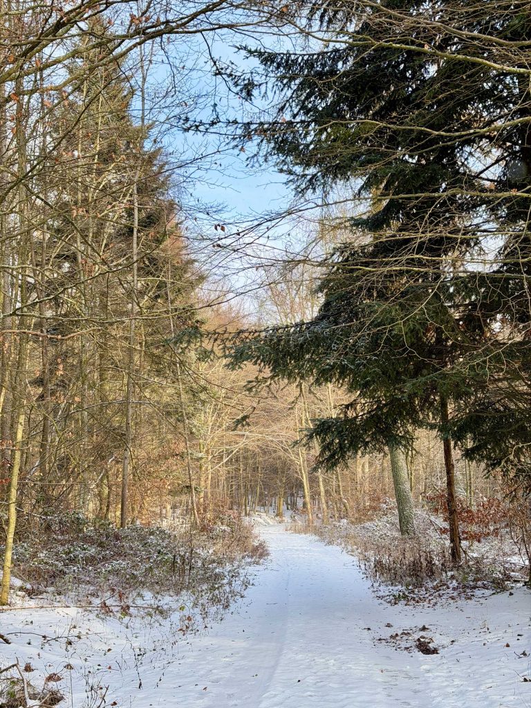 Besneeuwd bospad met naaldbomen op een heldere winterdag, vakantiehuis Edersee, vakantiehuis Kellerwald