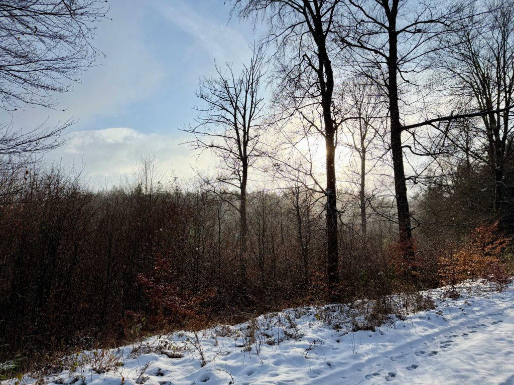 Besneeuwd bos in de winter met zonlicht, vakantiehuis Edersee, vakantiehuis Kellerwald