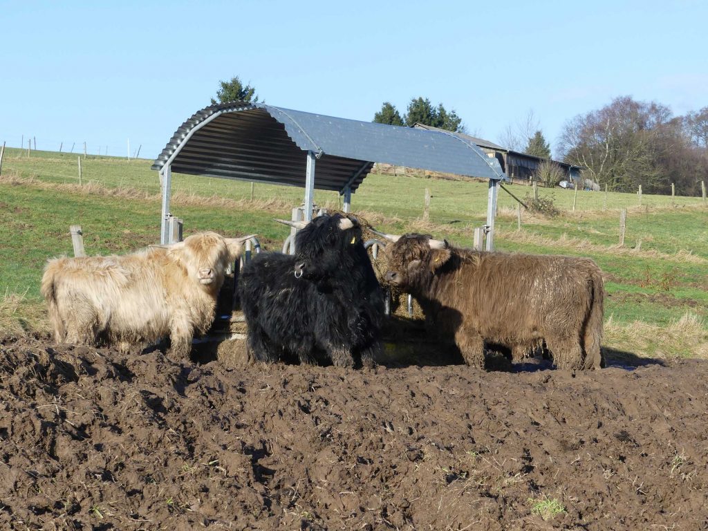Drie hooglanders drinken water uit een drinkbak in een weide, vakantiehuis Edersee, winterwandelen in het Nationaal Park Kellerwald-Edersee & de belevenisregio Willingen