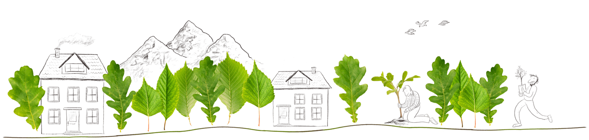 Wachstum der Pflanze in verschiedenen Phasen , Ferienhaus Edersee, Ferienhaus Kellerwald