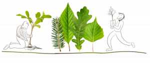 Leaves and silhouettes of people in growth stages, vacation home Edersee, vacation home Kellerwald