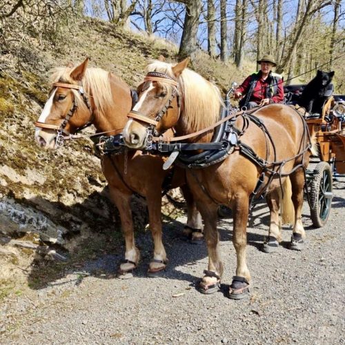 Paardenkoets in het bos met twee paarden , Vakantiehuis Edersee, Vakantiehuis Kellerwald