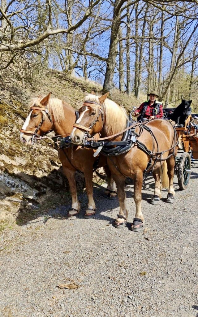 Pferdekutsche im Wald mit zwei Pferden , Ferienhaus Edersee, Ferienhaus Kellerwald