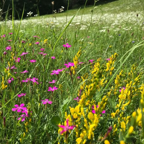 Bloemenweide met gele en roze bloeiende planten in een zomerlandschap, vakantiehuis Edersee, vakantiehuis Kellerwald