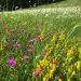 Flower meadow with yellow and pink flowering plants in a summer landscape, Edersee vacation home, Kellerwald vacation home
