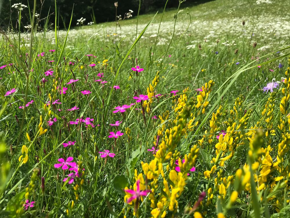 Blumenwiese mit gelben und rosa Blütenpflanzen in einer Sommerlandschaft , Ferienhaus Edersee, Ferienhaus Kellerwald